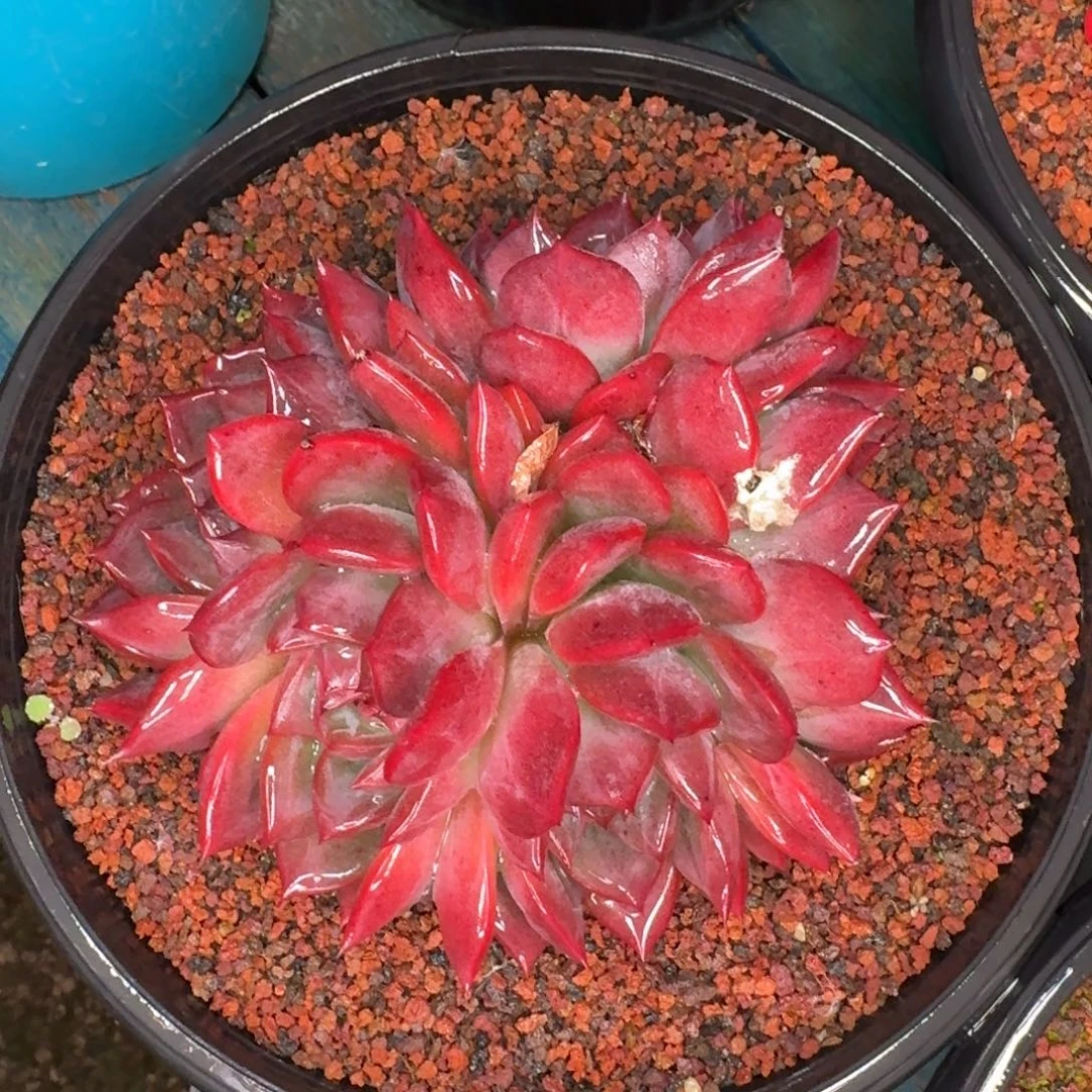 从前慢多肉精选编号1116-259