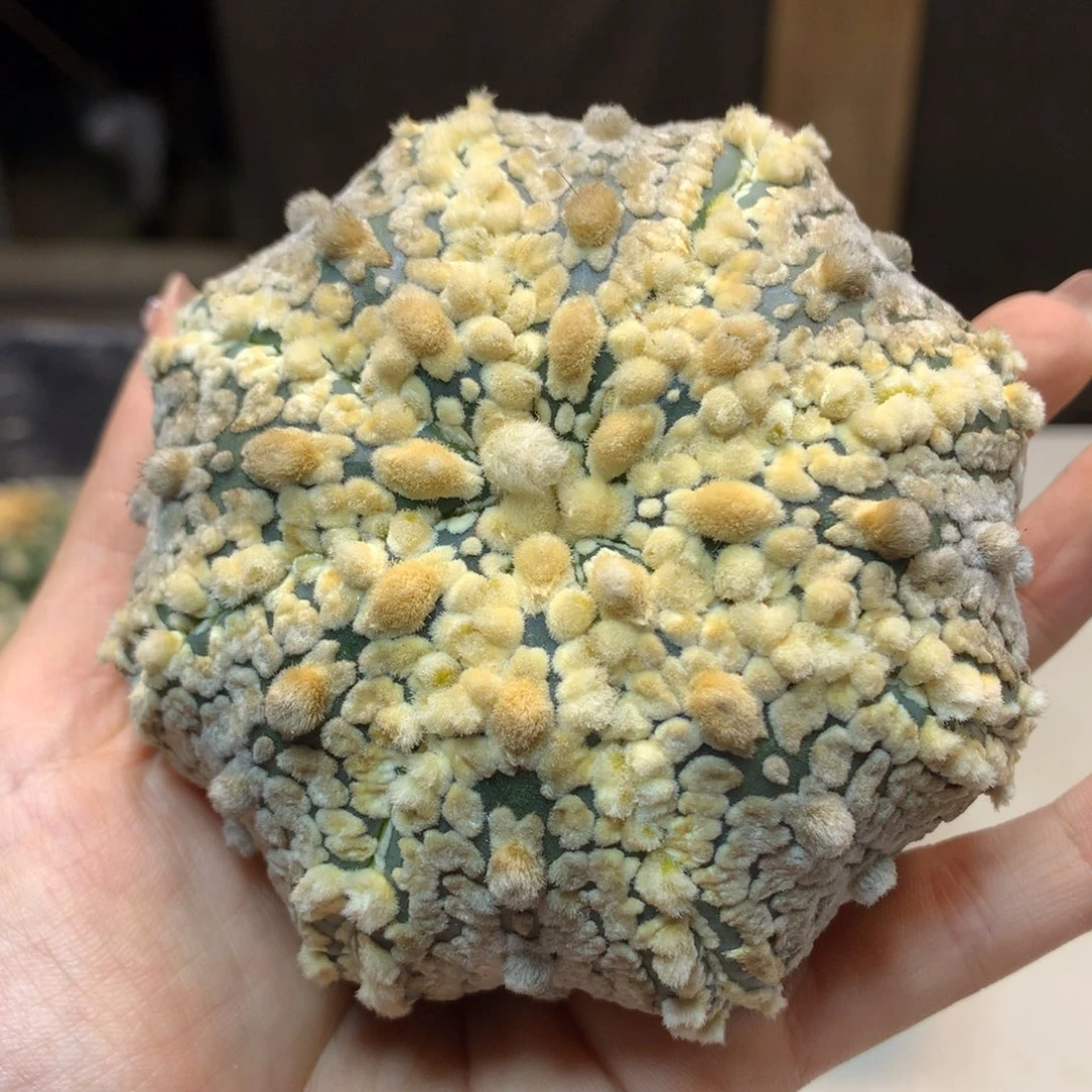 20号 苗接 海星兜 (无根)9公分