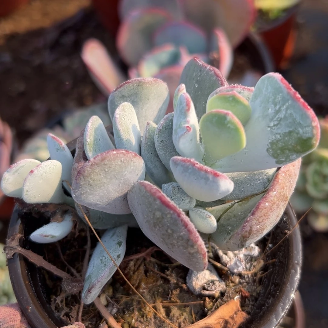 duo r mu z wo mo mo 多肉