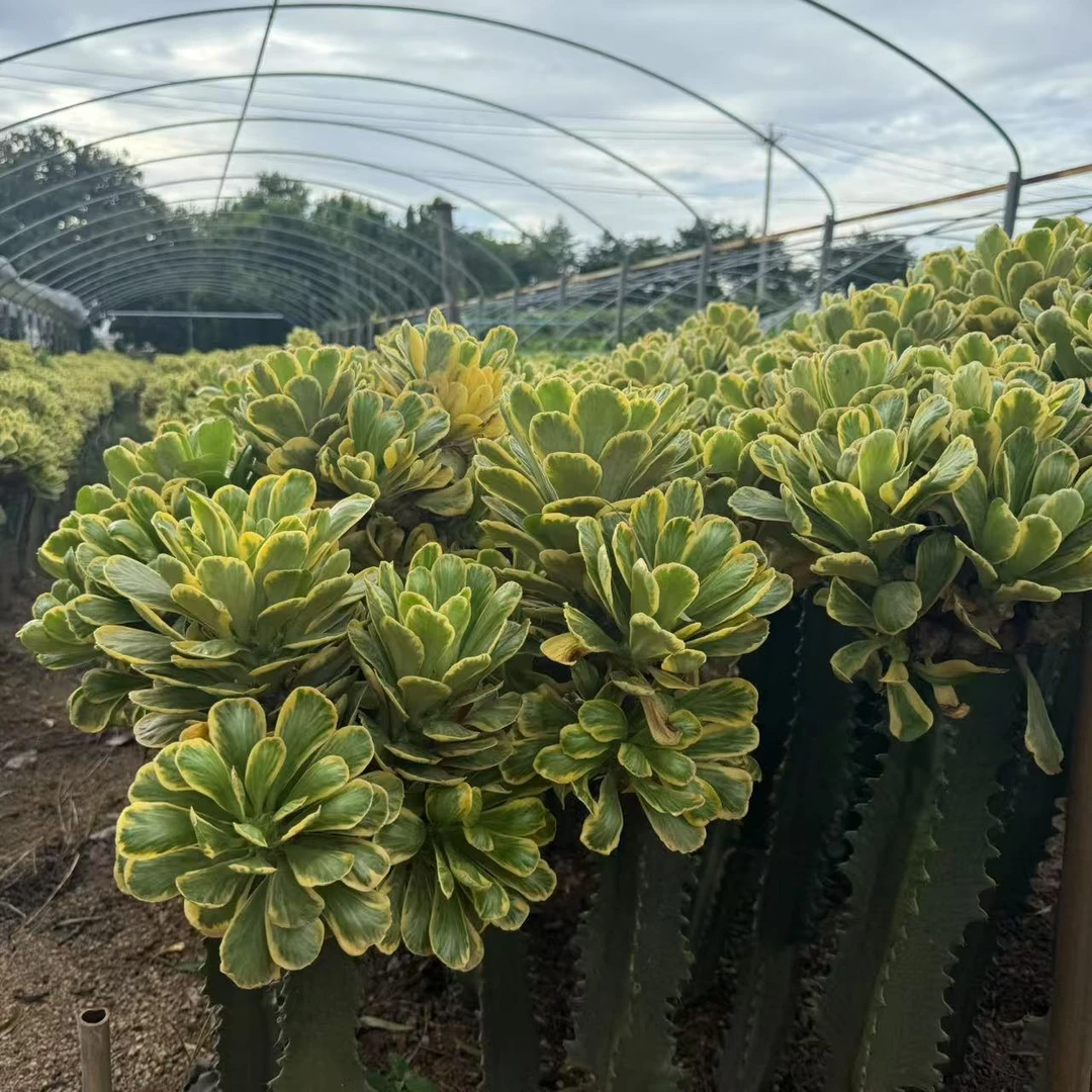 无根超大号扇贝麒麟锦(掉叶黄叶不售后) 仙人球夏型种绿植盆栽