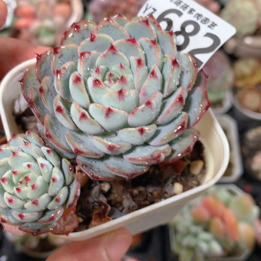 5CM拇指盆精控多肉YZ682