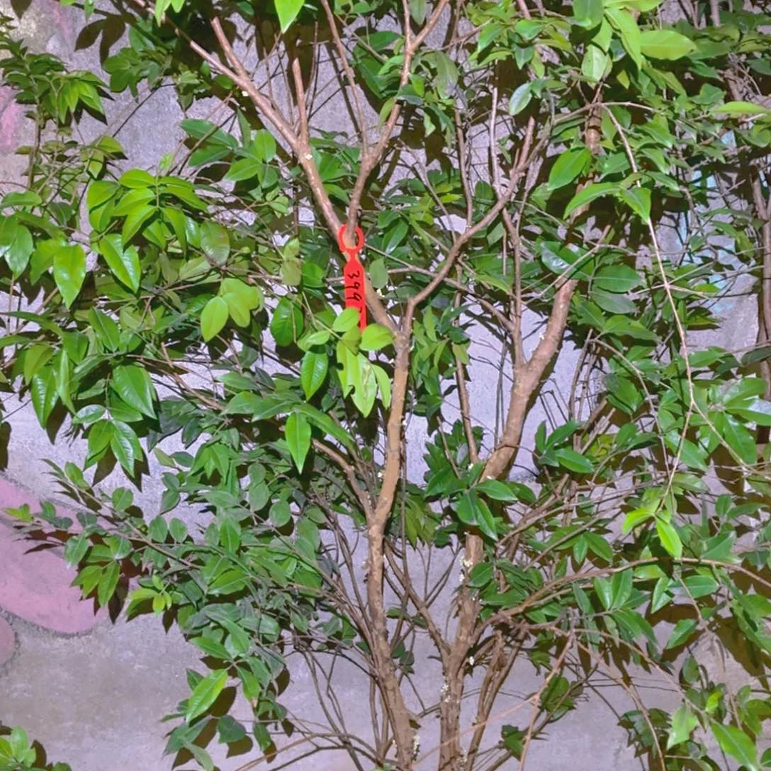无花朵铁*一物一拍，四季红妃
