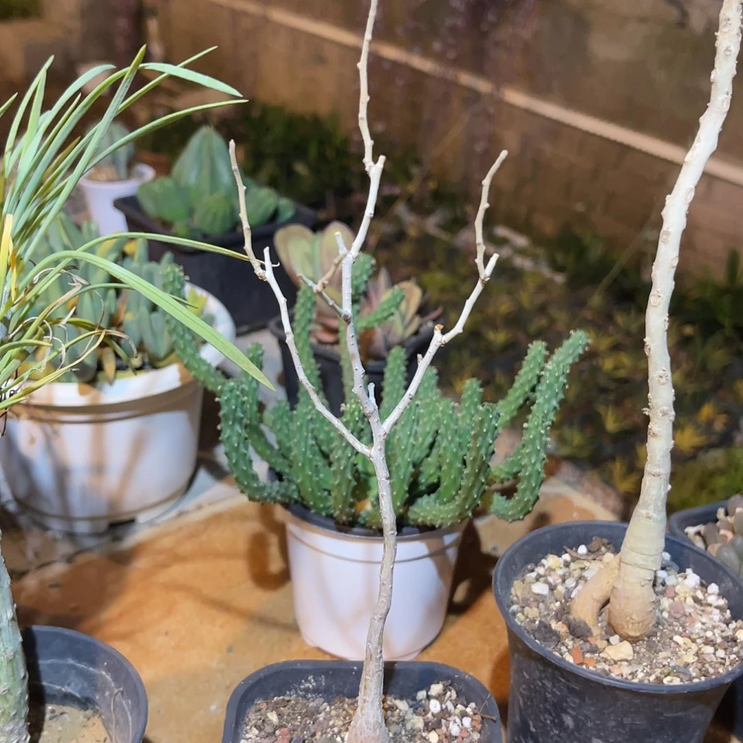 实生橡木漆树多肉植物
