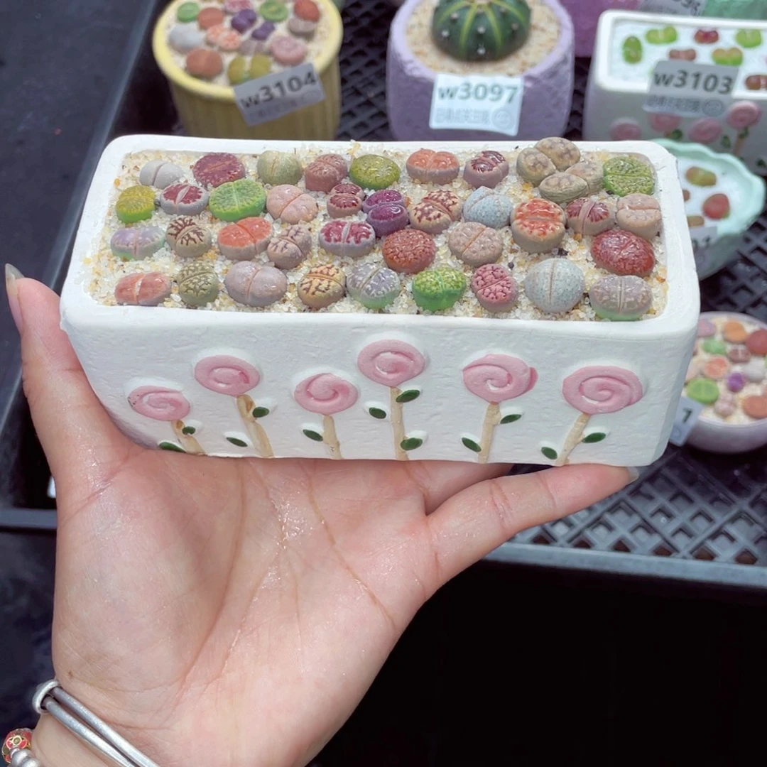 w3116 6212410020010788708