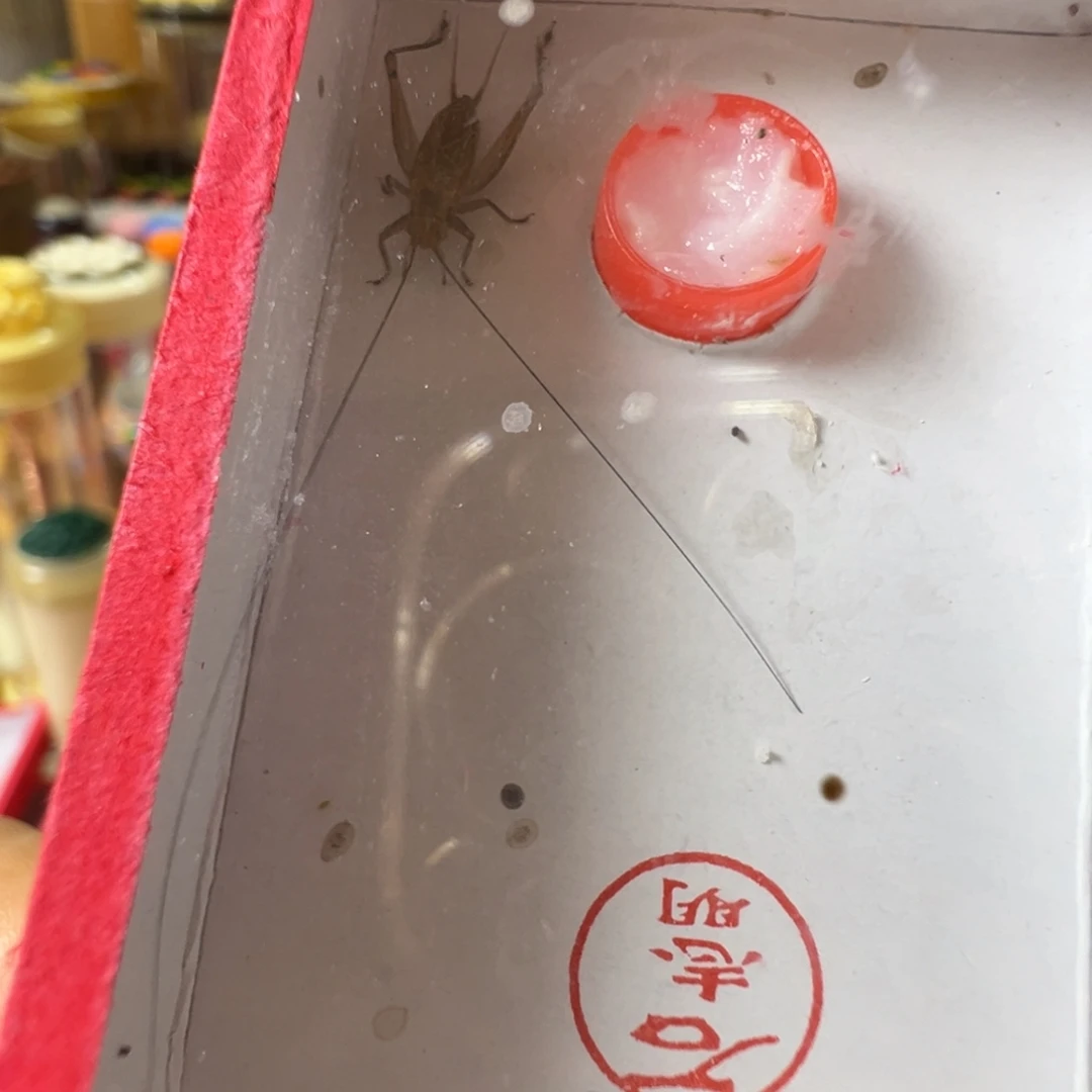 蟋蟀一只石中须冬黄蛉