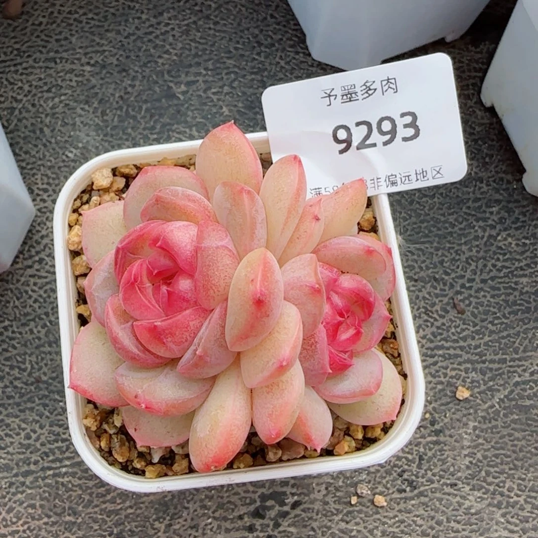 琴心，9293多肉植物