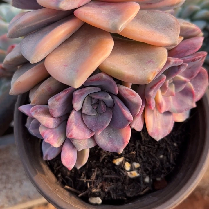 紫乐锦多肉植物多头