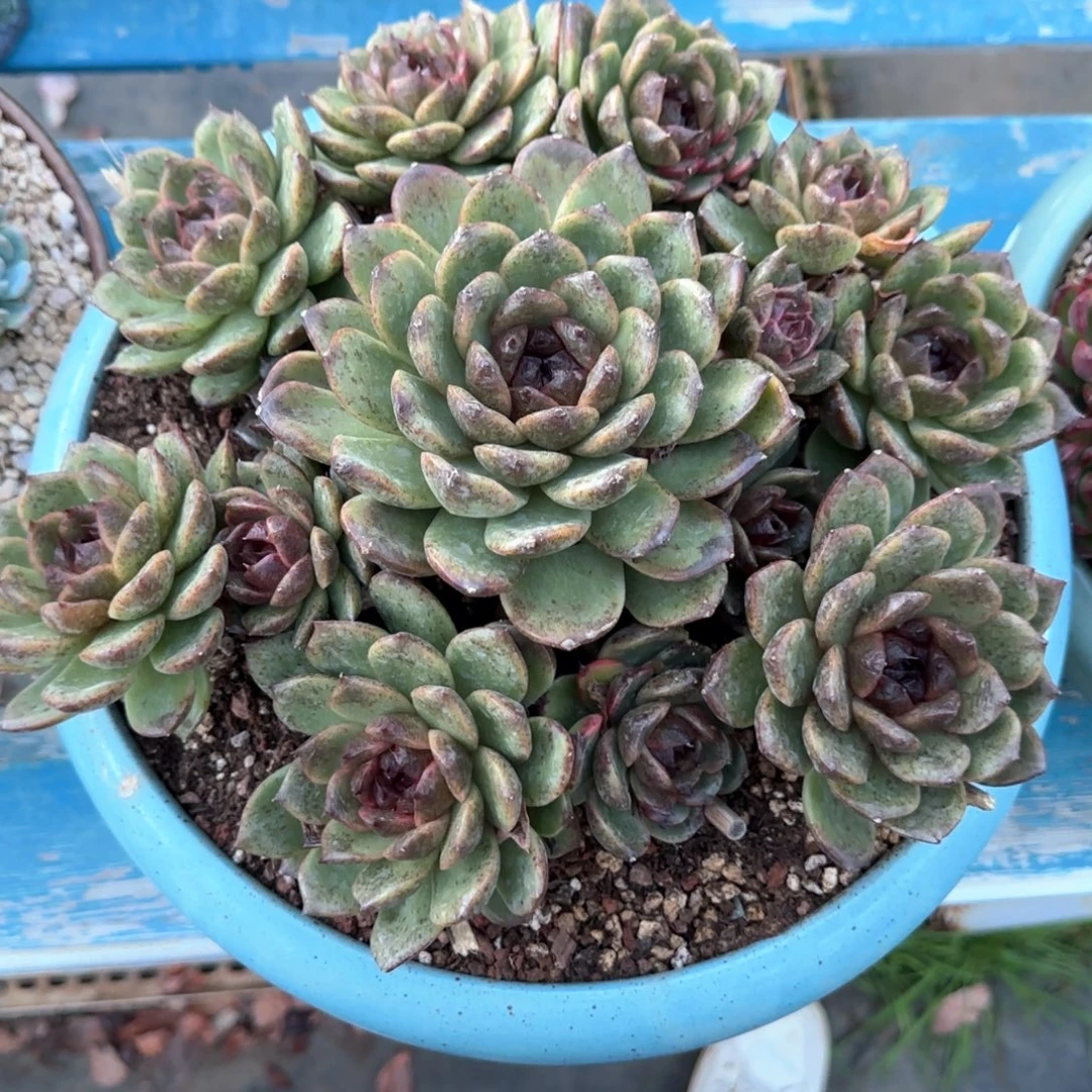 多肉植物多肉植物