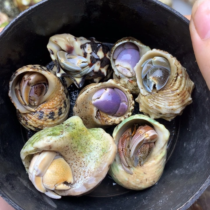 44t精品组合七个里拉短腕灰白西沙