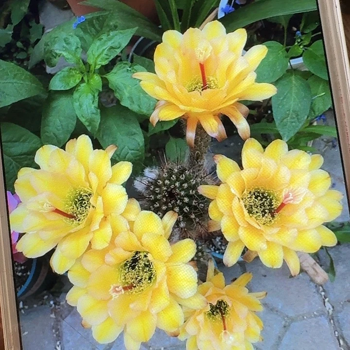 法一侧芽5公分左右毛花柱（20包邮）