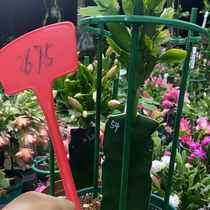 桑吉塔676带盆发顺丰