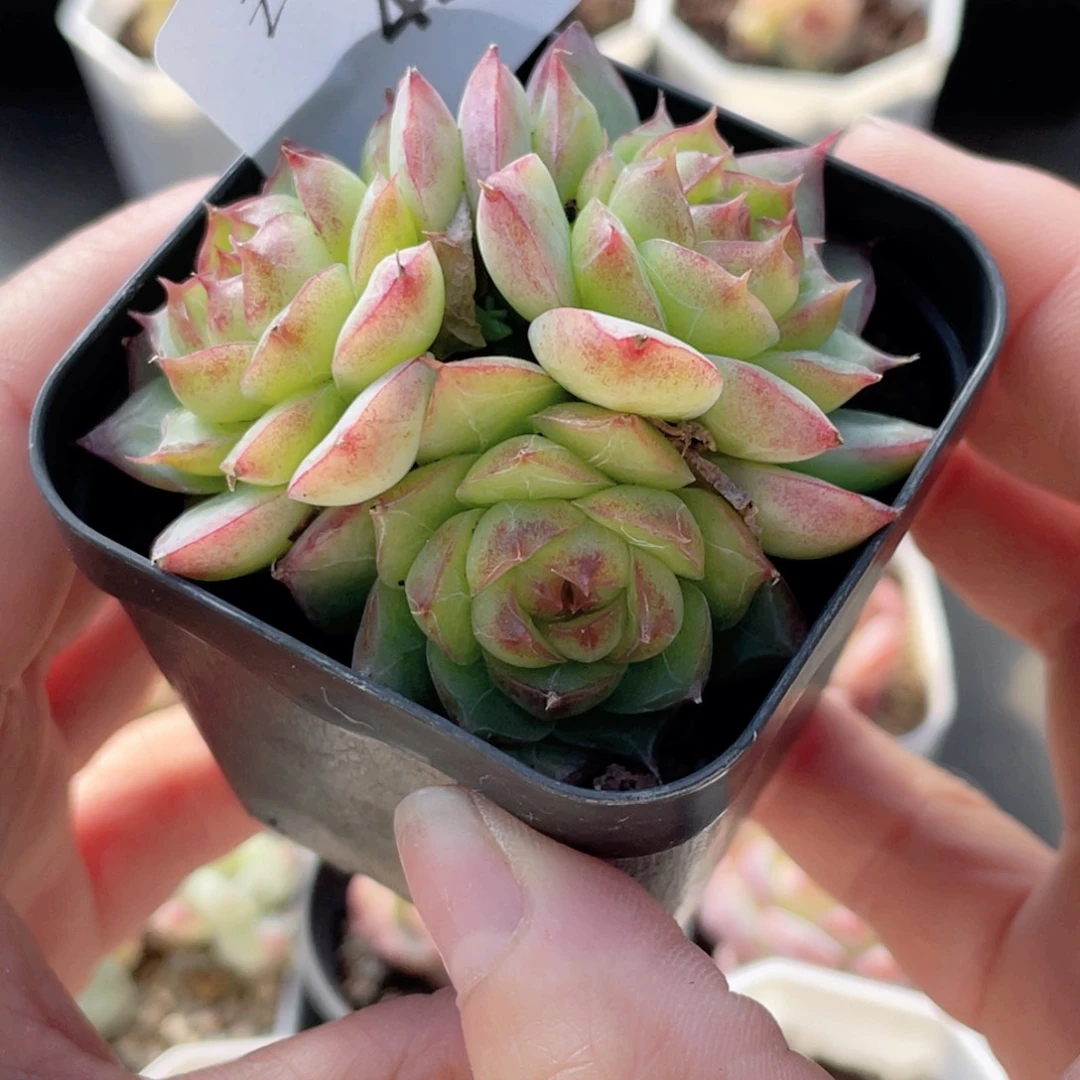 43号糖心冰心珍妮 水冰月不包整