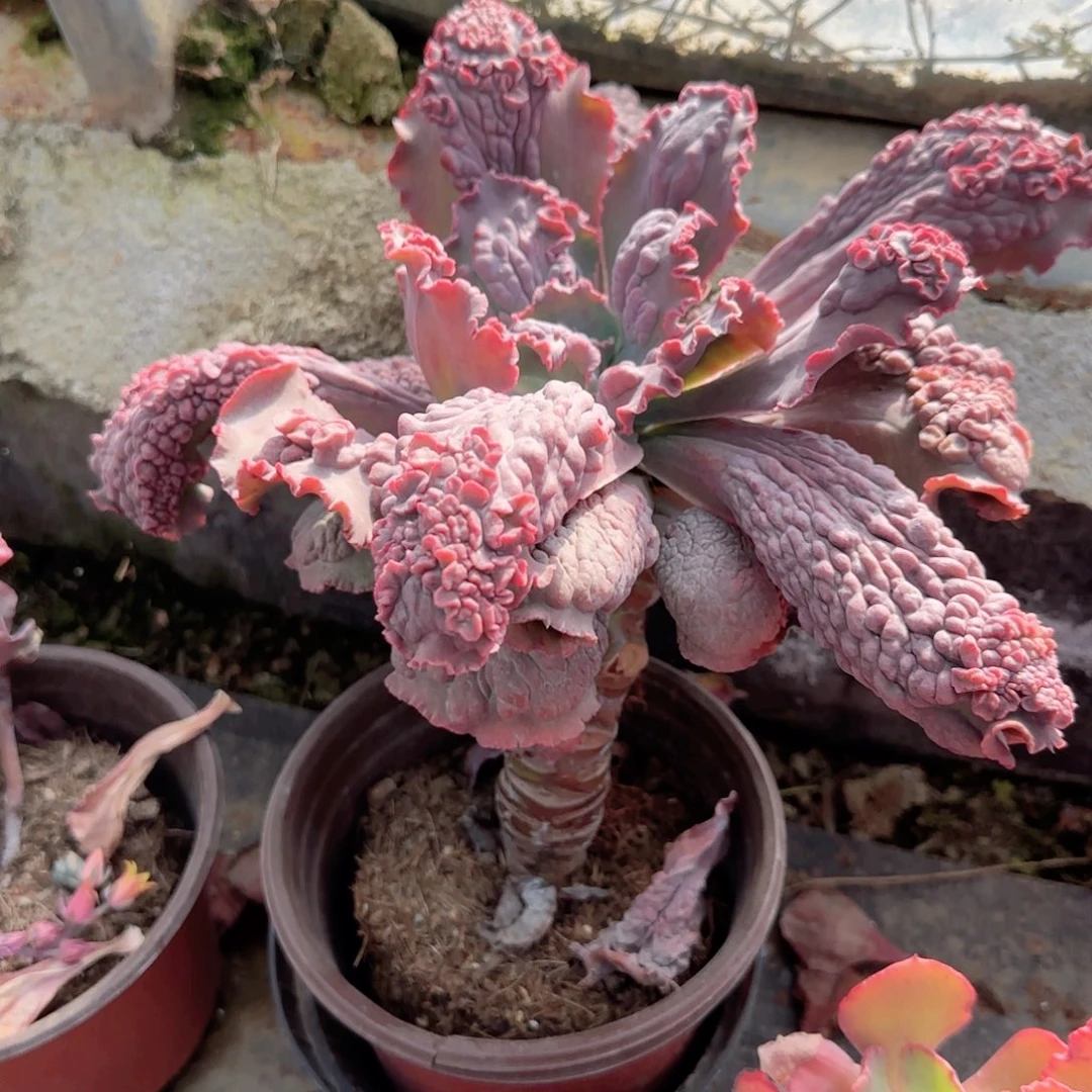 无花朵大狂野男爵