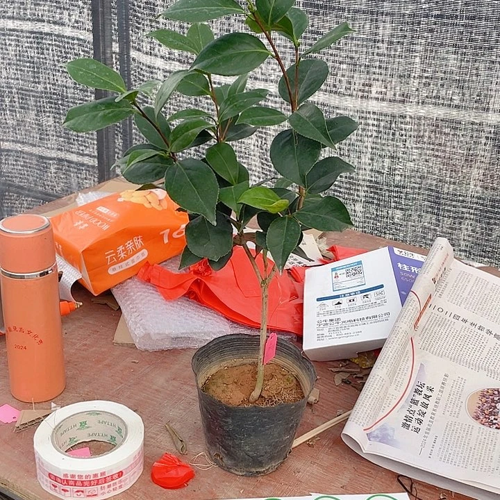 完全开放白喷茶花一物一拍