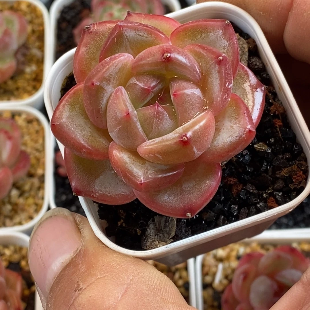 天官赐福百无禁忌