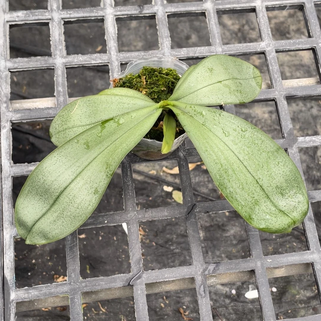 当前无花栽培后可以开花苏拉威西交盾