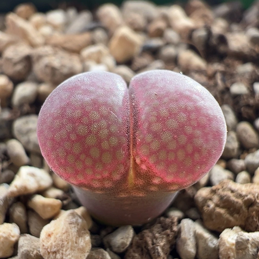 w7.11/2138。 2.5年肯哈德。 多肉植物