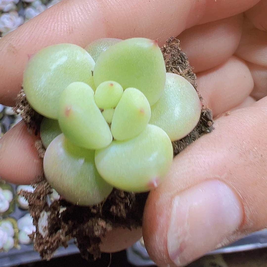 象牙奶3个19包邮多肉