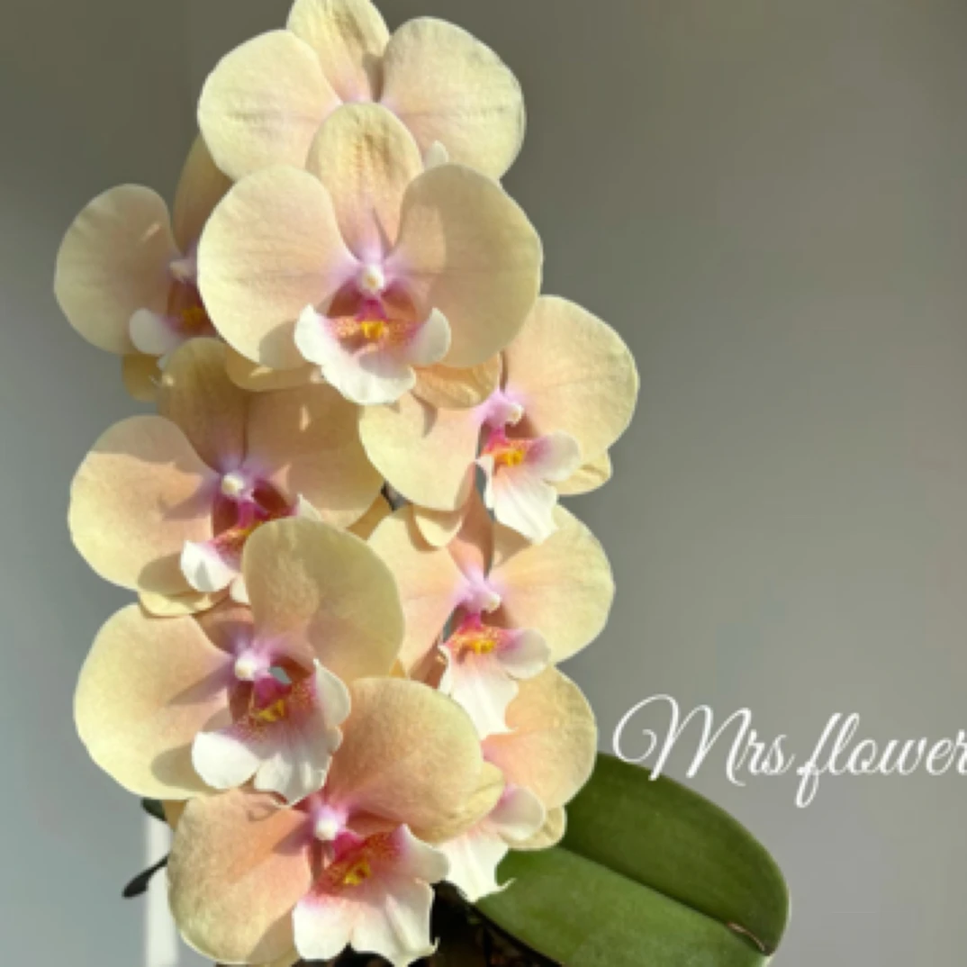 蝴蝶兰【伯爵奶茶/金车灰奶茶】瑕疵苗3片叶子1.7寸杯宝宝苗