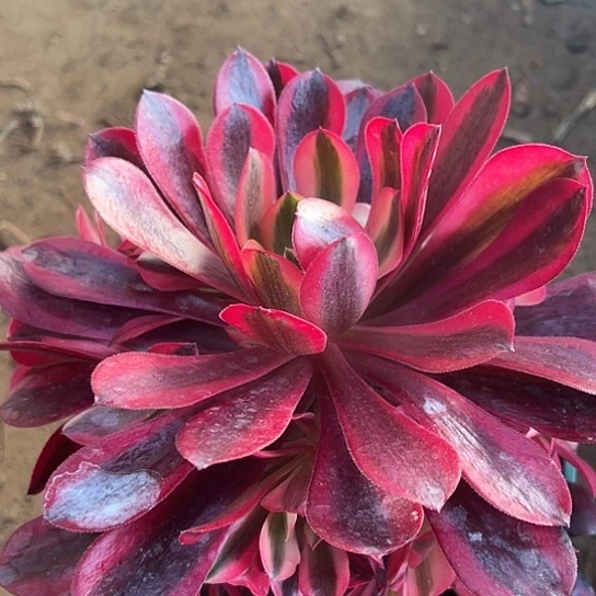 多肉植物美杜莎一个