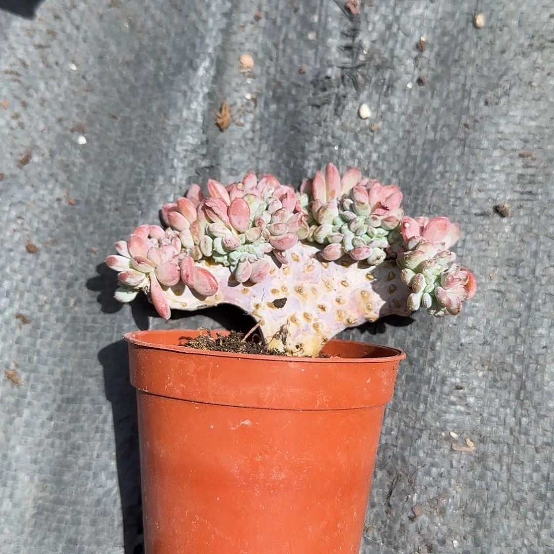 玛瑙缀化多肉植物