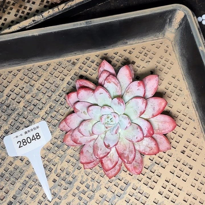 ❤*杂交一物一拍28048