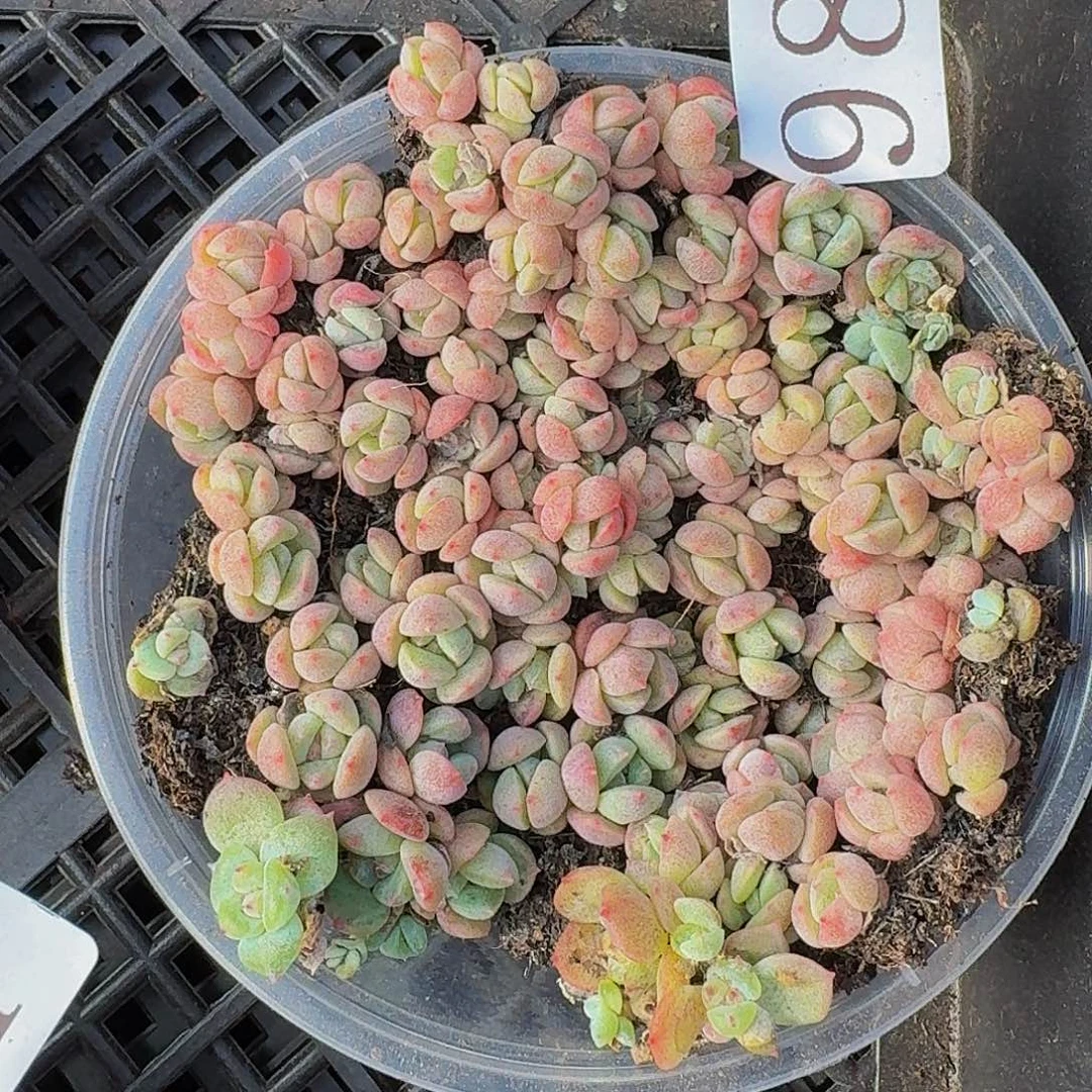 多肉植物多肉植物986