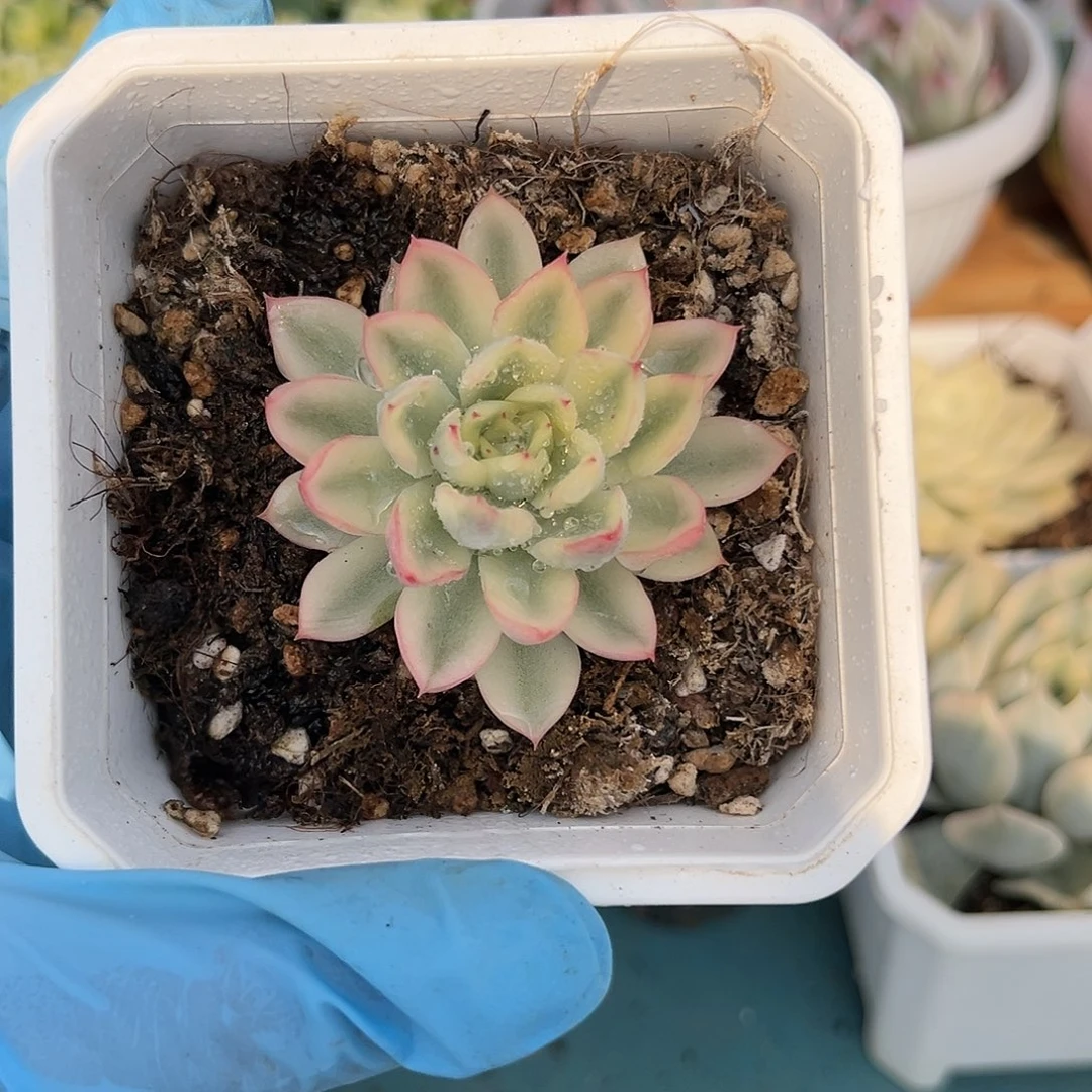 新圣骑兵锦，多肉植物