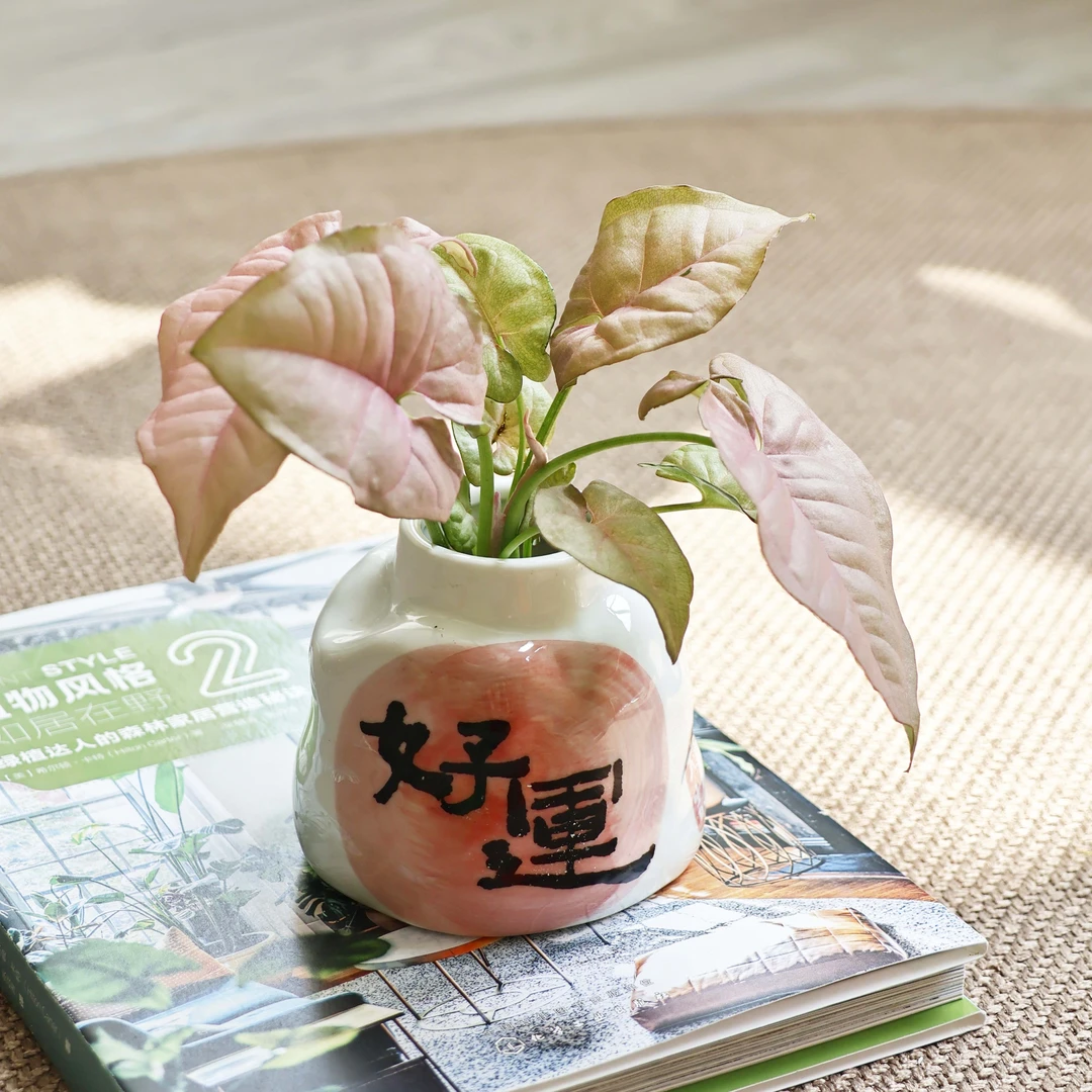 水培植物桌面办公室小盆栽合果芋万年青绿植室内好养富贵竹春羽