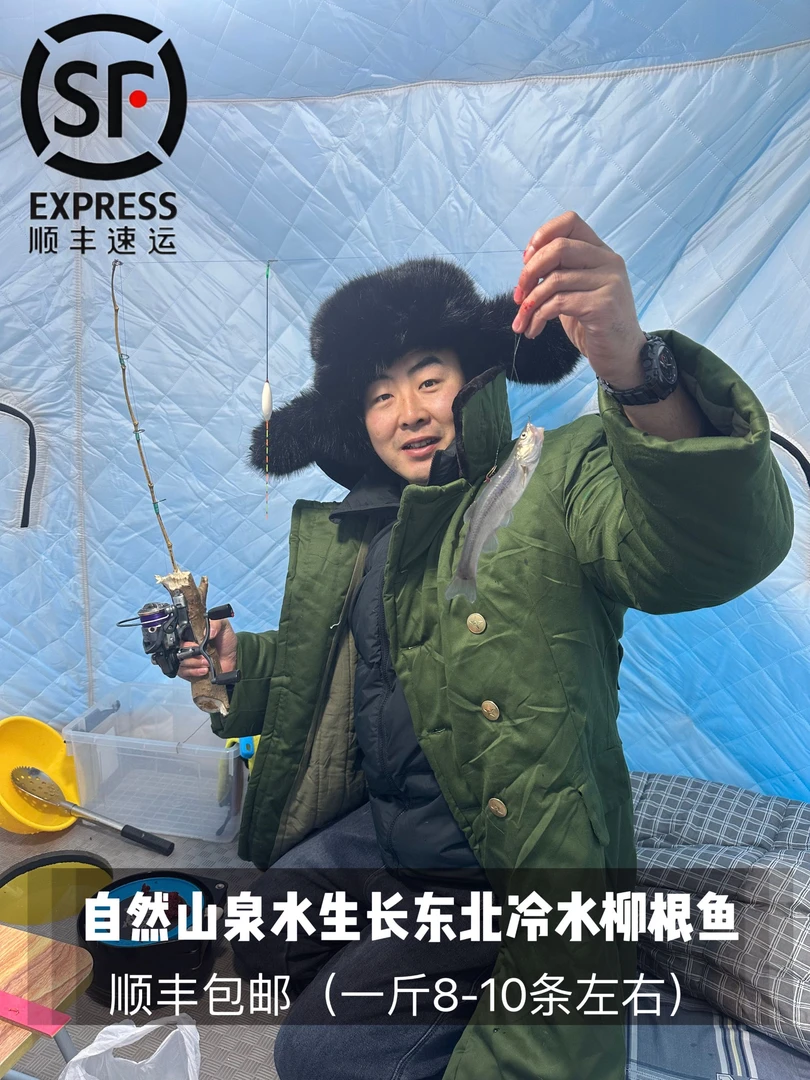 东北冷水鱼柳根鱼