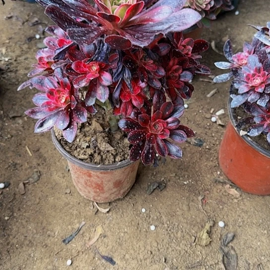 香奈儿10.99一颗加油