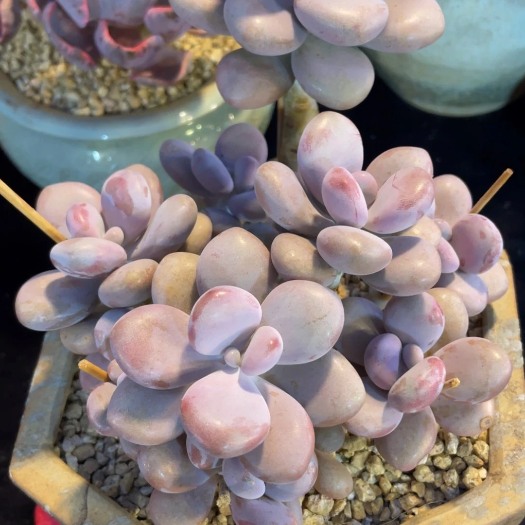 S***i542桃蛋群生多肉植物老桩