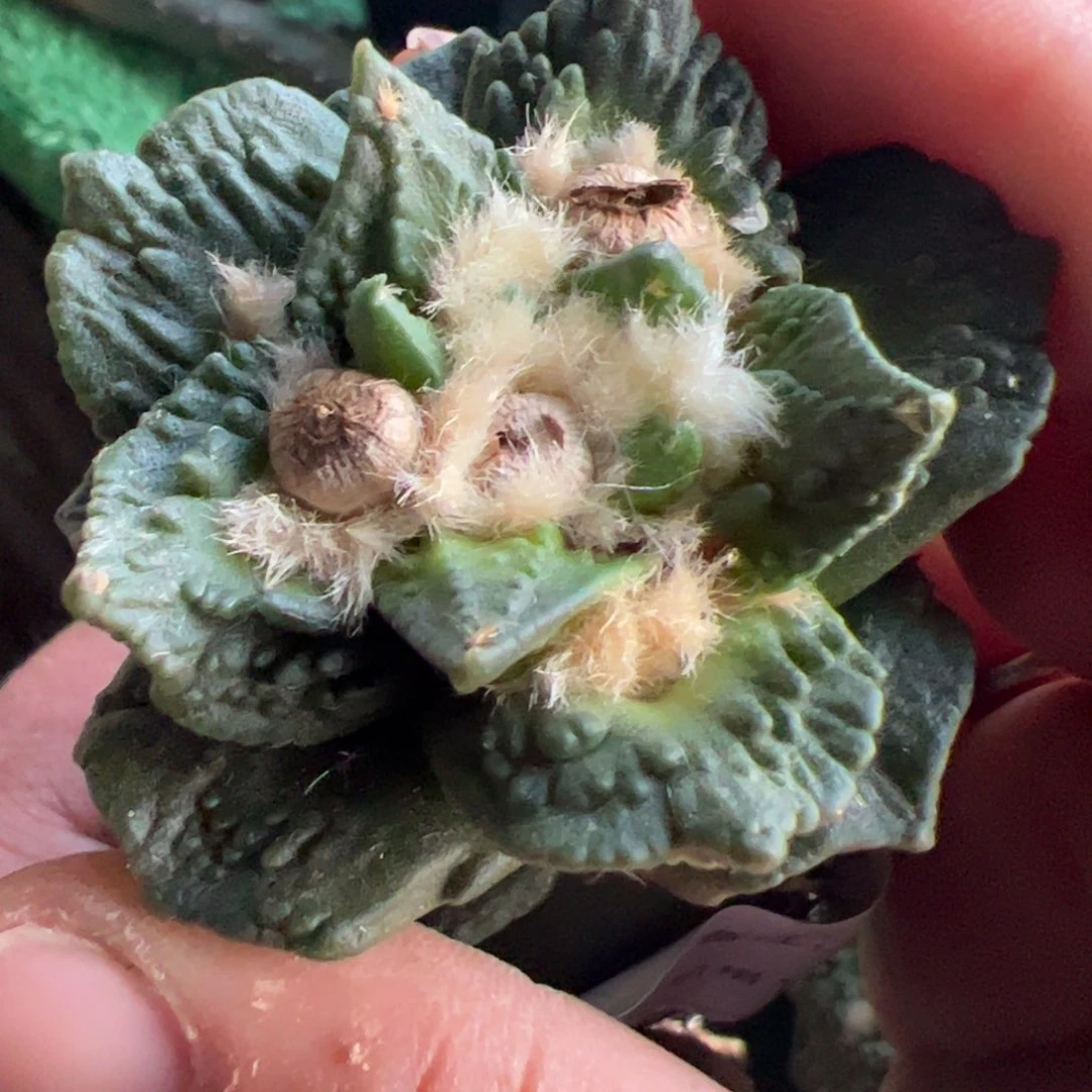 宽尤勃氏龙角牡丹694