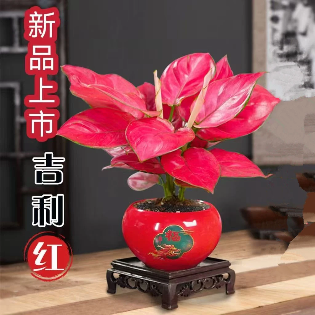 吉利红如意皇后盆栽客厅室内四季好养花卉植物桌面净化空气