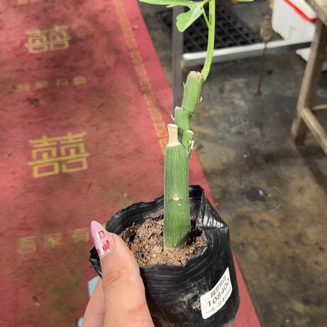 等***天108400一物一拍单头发货