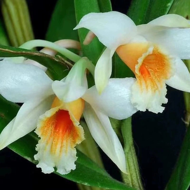 翅鳄石斛橘子香水3-4月开花 绑植种桩