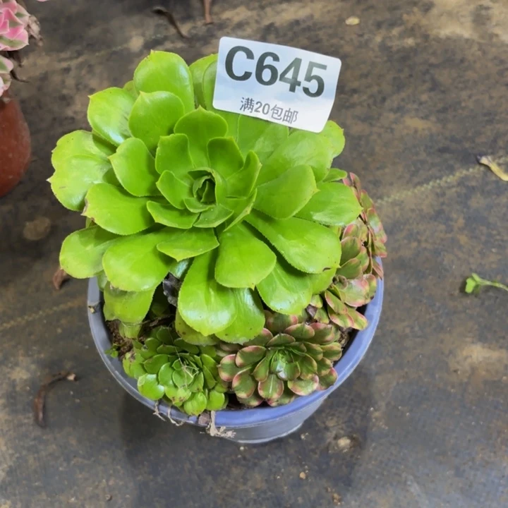 瑞妈多肉植物645.沙皇
