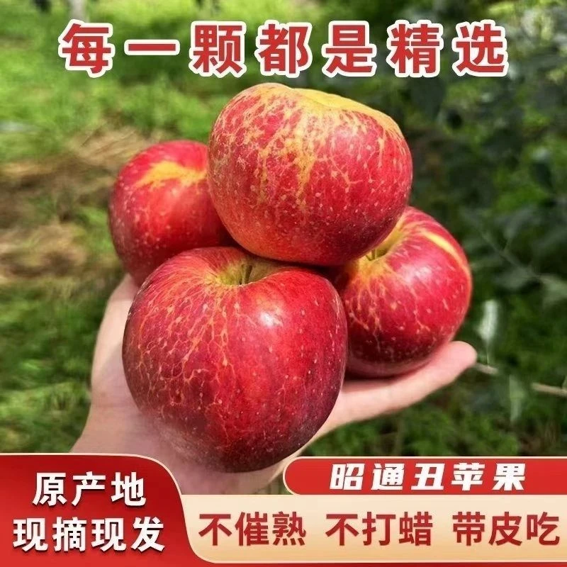 云南昭通丑苹果冰糖心高山种植果园现摘现发当季新鲜孕妇水果