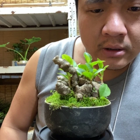 红陶一物一拍所见即所得322