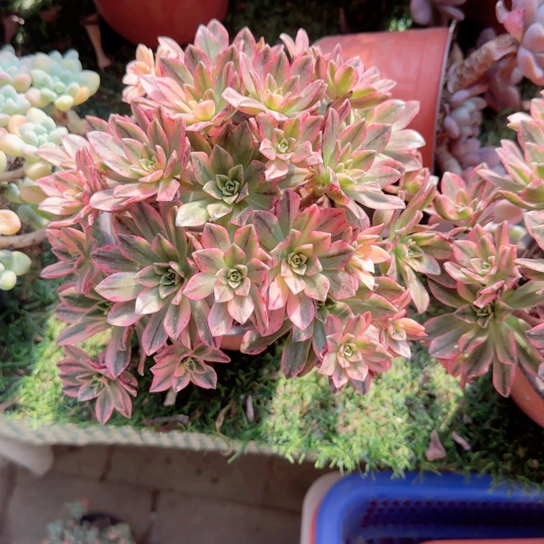 无花朵甜茶中号手捧