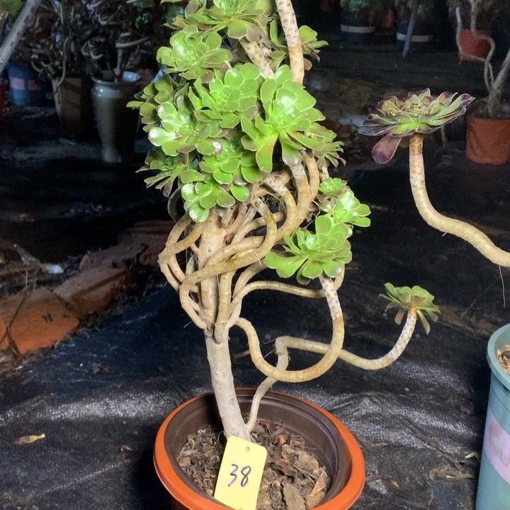 38灰法师多肉一物一拍