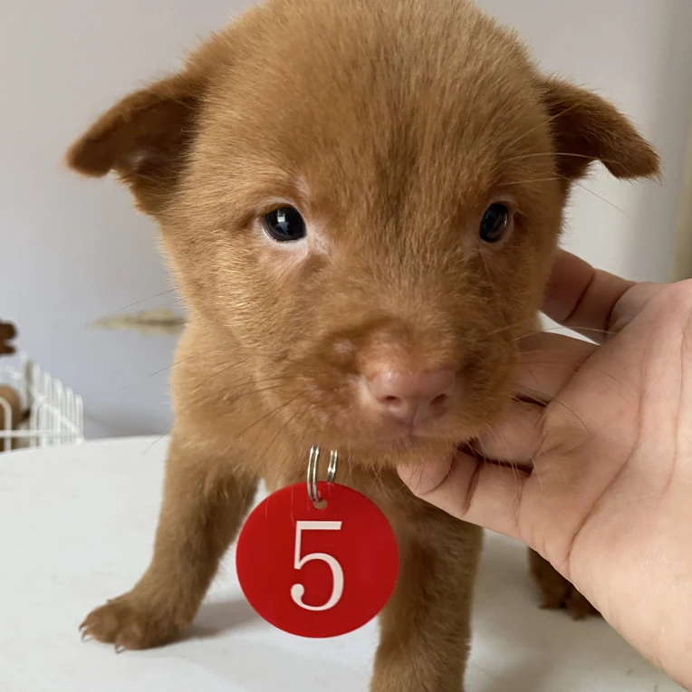 五红犬中华田园犬