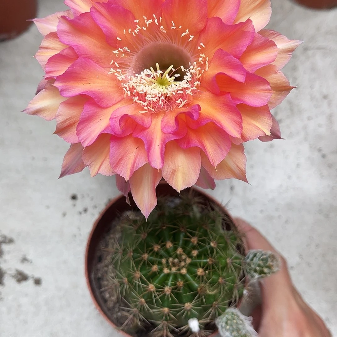 彩草93号6-7公分左右