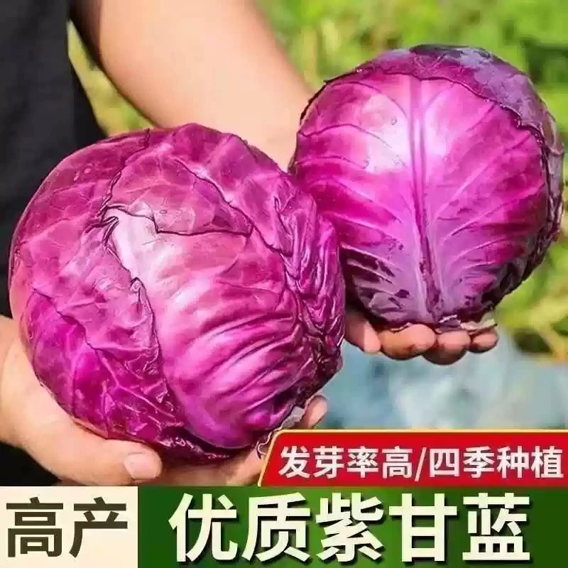 【全店满5包包邮】紫珠甘蓝营养丰富非常适合凉菜生吃沙拉