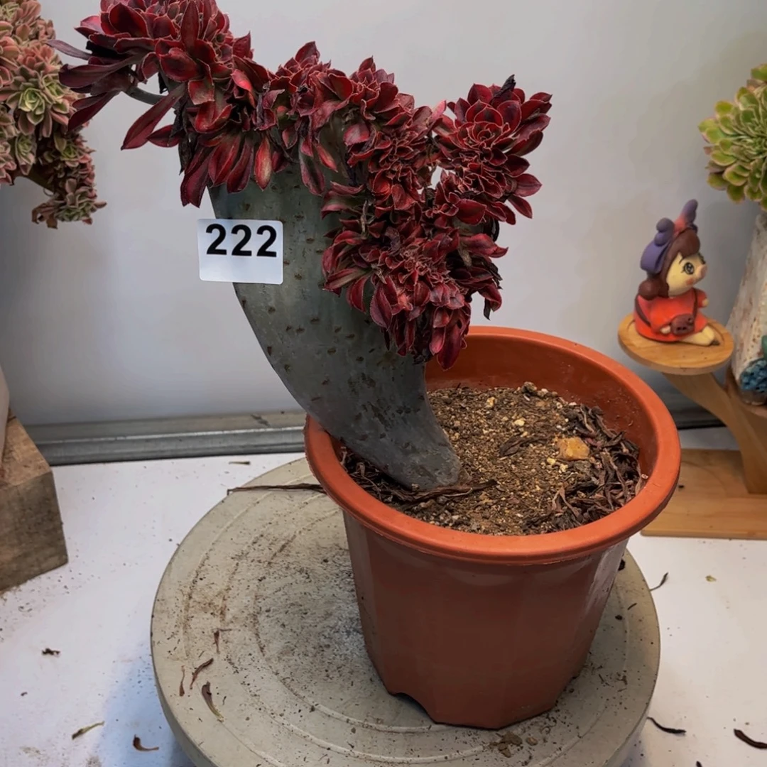 发***疯多肉植物香奈儿缀222