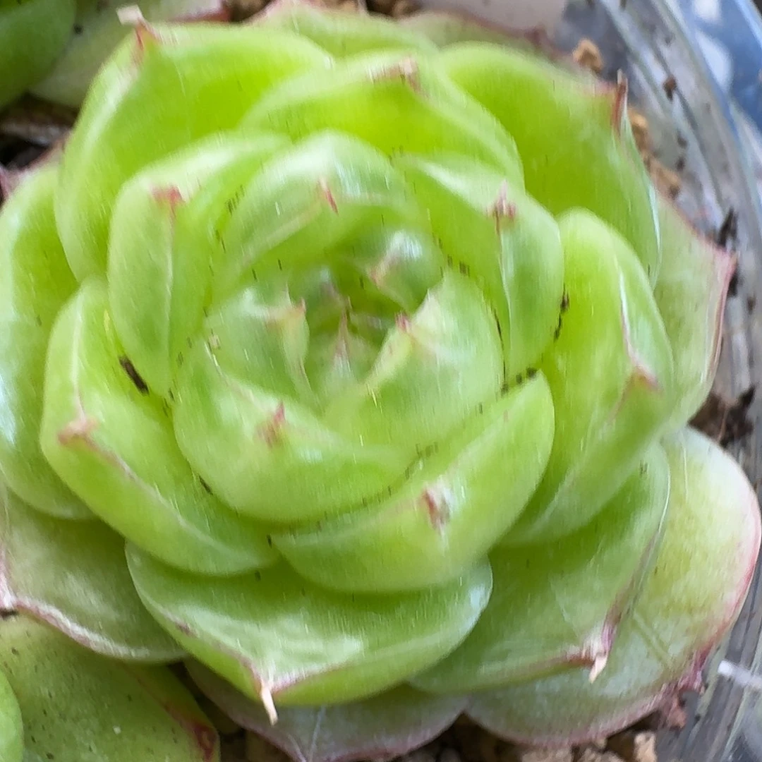 一物一拍一物一拍918-331