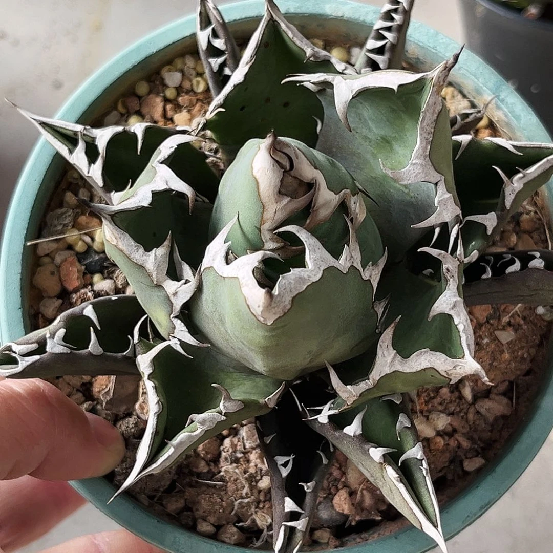控养姬仁，潮流植物