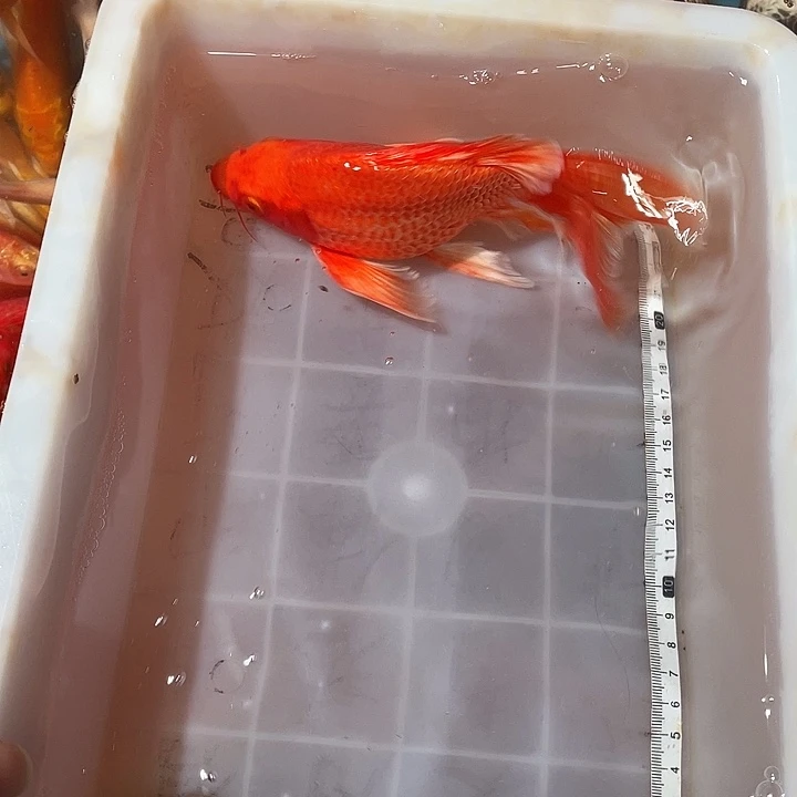 蝴蝶鲤鱼渔场直发95