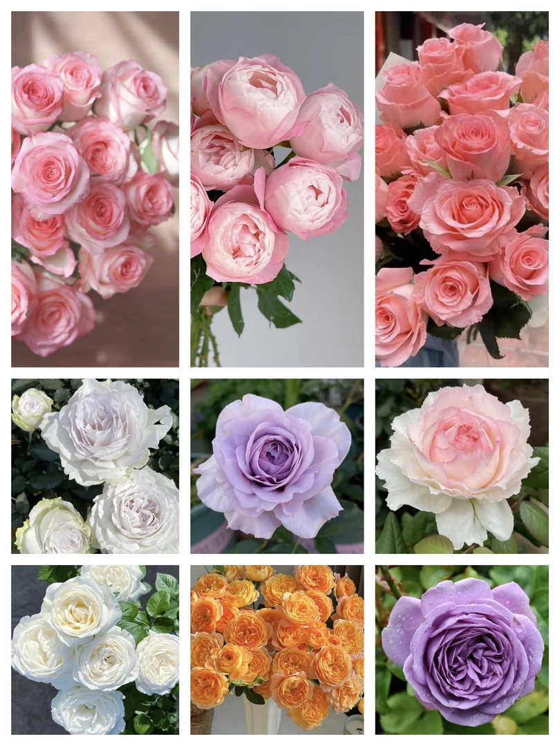 月季玫瑰花苗【180原盆原土】四季开盆栽地栽庭院花卉月季花树苗