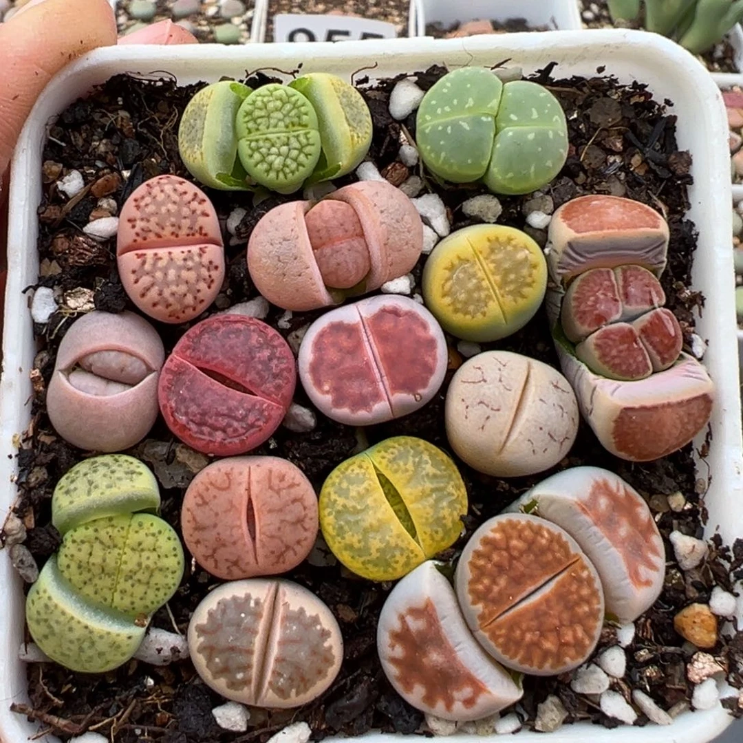 1.15好看的多肉989